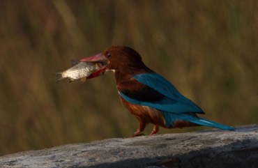 White throated Kingfisher